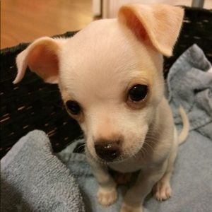 Meet your Posher, Vivienne